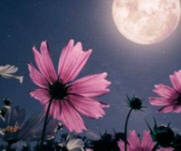 Volle Maan: Alles Wat Je Moet Weten Over Fases, Rituelen en Energie