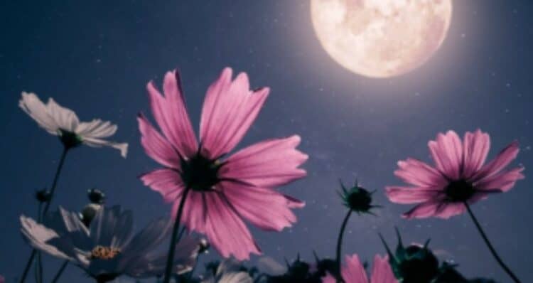 Volle Maan: Alles Wat Je Moet Weten Over Fases, Rituelen en Energie