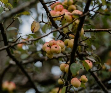 Effectieve strategieën voor trips bestrijden bij professionele telers