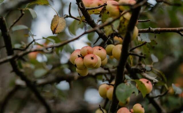 Effectieve strategieën voor trips bestrijden bij professionele telers